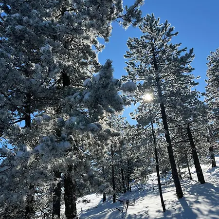 Apartament Borovi 11